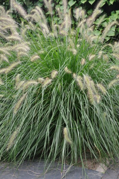 Cenchrus faux vulpin Pennisetum alopecuroides 'Hameln' 10-15 Pot 2 l (C2) Pennisetum alopecuroides 'Hameln'