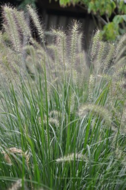 Cenchrus faux vulpin Pennisetum alopecuroides 'Hameln' 5-10 Pot 9x9 cm (P9)