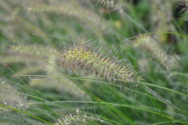 Cenchrus faux vulpin Pennisetum alopecuroides 'Hameln' 5-10 Pot 9x9 cm (P9) Pennisetum alopecuroides 'Hameln'