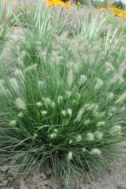 Cenchrus faux vulpin Pennisetum alopecuroides 'Little Bunny' 10-15 Pot 2 l (C2) Pennisetum alopecuroides 'Little Bunny'