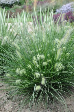 Cenchrus faux vulpin Pennisetum alopecuroides 'Little Bunny' 10-15 Pot 2 l (C2) Pennisetum alopecuroides 'Little Bunny'