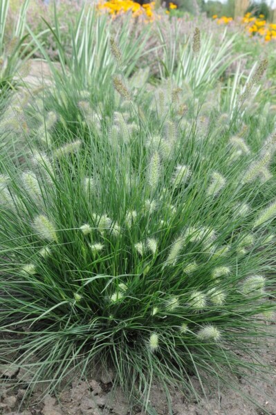 Cenchrus faux vulpin Pennisetum alopecuroides 'Little Bunny' 5-10 Pot 9x9 cm (P9) Pennisetum alopecuroides 'Little Bunny'
