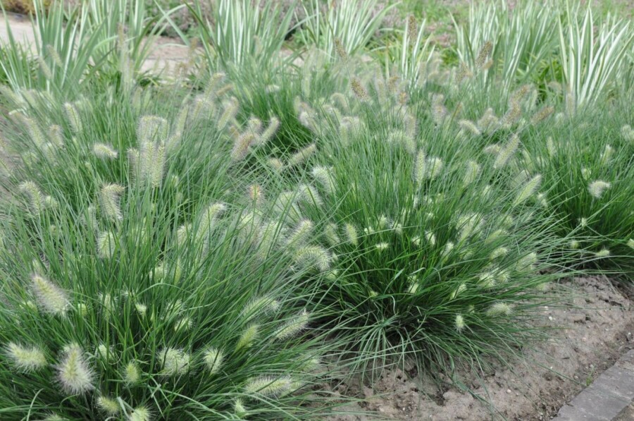 Cenchrus faux vulpin Pennisetum alopecuroides 'Little Bunny' 5-10 Pot 9x9 cm (P9) Pennisetum alopecuroides 'Little Bunny'