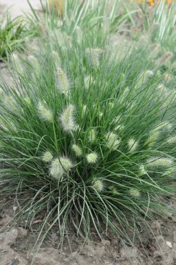 Cenchrus faux vulpin Pennisetum alopecuroides 'Little Bunny' 5-10 Pot 9x9 cm (P9) Pennisetum alopecuroides 'Little Bunny'
