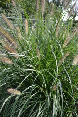 Cenchrus faux vulpin Pennisetum alopecuroides 'Magic' 5-10 Pot 9x9 cm (P9) Pennisetum alopecuroides 'Magic'