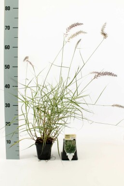 Cenchrus oriental Pennisetum orientale 5-10 Pot 9x9 cm (P9) Pennisetum orientale
