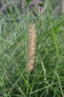 Cenchrus oriental Pennisetum orientale 5-10 Pot 9x9 cm (P9)