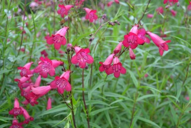 Pentstémon Penstemon 'Andenken an F. Hahn' 5-10 Pot 9x9 cm (P9)