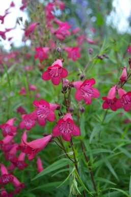 Pentstémon Penstemon 'Andenken an F. Hahn' 5-10 Pot 9x9 cm (P9)