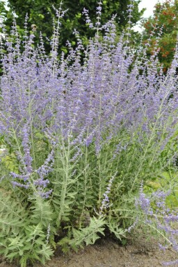 Pérovskia à feuilles d'arroche Perovskia atriplicifolia 'Blue Spire' 5-10 Pot 9x9 cm (P9)