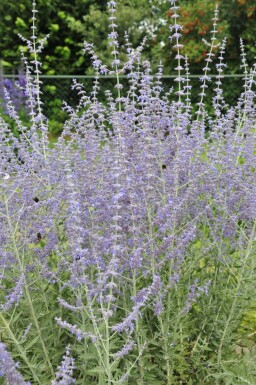 Pérovskia à feuilles d'arroche Perovskia atriplicifolia 'Blue Spire' 5-10 Pot 9x9 cm (P9)