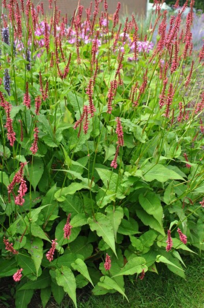 Bistorte amplexicaule Persicaria amplexicaulis 'Speciosa' 5-10 Pot 9x9 cm (P9) Persicaria amplexicaulis 'Speciosa'