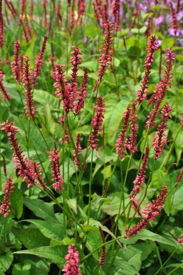 Bistorte amplexicaule Persicaria amplexicaulis 'Speciosa' 5-10 Pot 9x9 cm (P9) Persicaria amplexicaulis 'Speciosa'