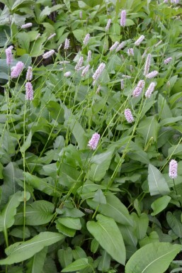 Bistorte Persicaria bistorta 'Superba' 5-10 Pot 9x9 cm (P9)