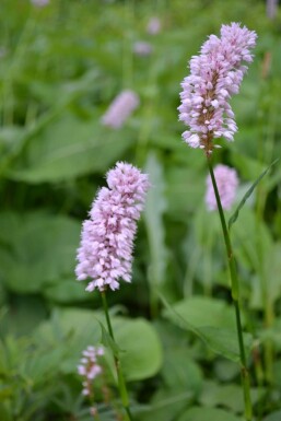 Bistorte Persicaria bistorta 'Superba' 5-10 Pot 9x9 cm (P9)