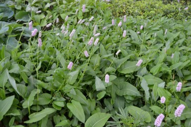 Bistorte Persicaria bistorta 'Superba' 5-10 Pot 9x9 cm (P9)