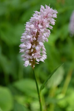 Bistorte Persicaria bistorta 'Superba' 5-10 Pot 9x9 cm (P9)