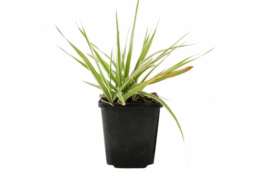 Alpiste roseau Phalaris arundinacea 'Picta' 5-10 Pot 9x9 cm (P9) Phalaris arundinacea 'Picta'