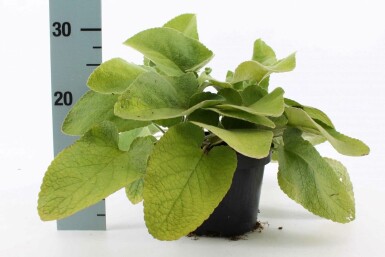 Phlomide de Russel Phlomis russeliana 10-15 Pot 2 l (C2) Phlomis russeliana