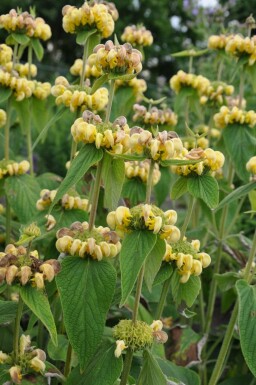 Phlomide de Russel Phlomis russeliana 5-10 Pot 9x9 cm (P9)