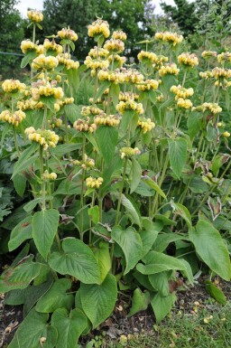 Phlomide de Russel Phlomis russeliana 5-10 Pot 9x9 cm (P9) Phlomis russeliana