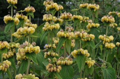 Phlomide de Russel Phlomis russeliana 5-10 Pot 9x9 cm (P9)