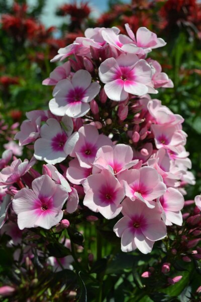 Phlox paniculé Phlox paniculata 'Bright Eyes' 5-10 Pot 9x9 cm (P9) Phlox paniculata 'Bright Eyes'