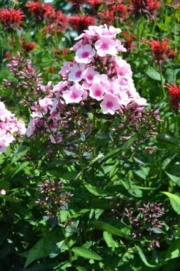 Phlox paniculé Phlox paniculata 'Bright Eyes' 5-10 Pot 9x9 cm (P9) Phlox paniculata 'Bright Eyes'