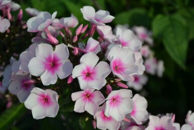 Phlox paniculé Phlox paniculata 'Bright Eyes' 5-10 Pot 9x9 cm (P9) Phlox paniculata 'Bright Eyes'