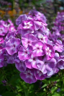 Phlox paniculé Phlox paniculata 'Laura' 5-10 Pot 9x9 cm (P9)