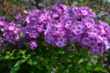 Phlox paniculé Phlox paniculata 'Laura' 5-10 Pot 9x9 cm (P9)