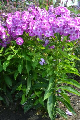 Phlox paniculé Phlox paniculata 'Laura' 5-10 Pot 9x9 cm (P9)