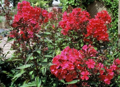 Phlox paniculé Phlox paniculata 'Starfire' 5-10 Pot 9x9 cm (P9)