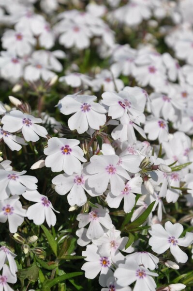 Phlox subulé Phlox subulata 'Amazing Grace' 5-10 Pot 9x9 cm (P9) Phlox subulata 'Amazing Grace'
