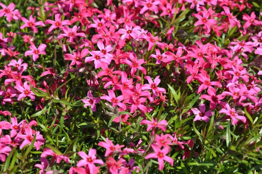Phlox subulé Phlox subulata 'Atropurpurea' 10-15 Pot 2 l (C2) Phlox subulata 'Atropurpurea'