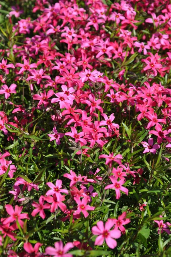 Phlox subulé Phlox subulata 'Atropurpurea' 5-10 Pot 9x9 cm (P9) Phlox subulata 'Atropurpurea'