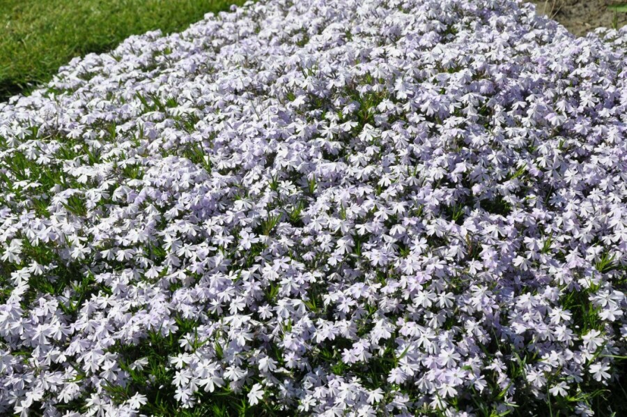 Phlox subulé Phlox subulata 'Emerald Cushion Blue' 15-20 Pot 2 l (C2) Phlox subulata 'Emerald Cushion Blue'
