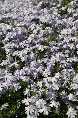 Phlox subulé Phlox subulata 'Emerald Cushion Blue' 5-10 Pot 9x9 cm (P9) Phlox subulata 'Emerald Cushion Blue'