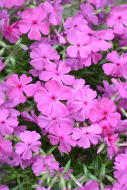 Phlox subulé Phlox subulata 'Mac Daniel's Cushion' 5-10 Pot 9x9 cm (P9)