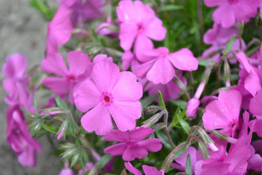 Phlox subulé Phlox subulata 'Mac Daniel's Cushion' 5-10 Pot 9x9 cm (P9) Phlox subulata 'Mac Daniel's Cushion'