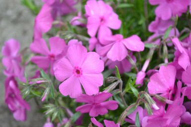 Phlox subulé Phlox subulata 'Mac Daniel's Cushion' 5-10 Pot 9x9 cm (P9)