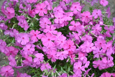 Phlox subulé Phlox subulata 'Mac Daniel's Cushion' 5-10 Pot 9x9 cm (P9)