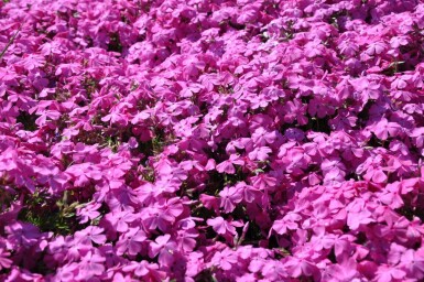 Phlox subulé Phlox subulata 'Mac Daniel's Cushion' 5-10 Pot 9x9 cm (P9)