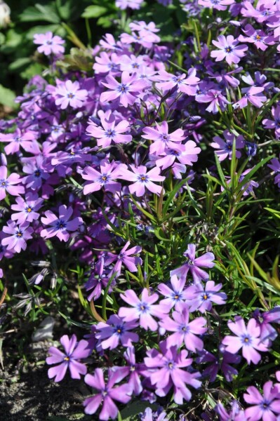 Phlox subulé Phlox subulata 'Purple Beauty' 5-10 Pot 9x9 cm (P9) Phlox subulata 'Purple Beauty'