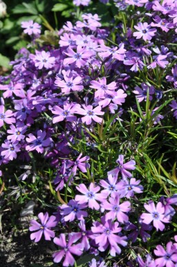 Phlox subulé Phlox subulata 'Purple Beauty' 5-10 Pot 9x9 cm (P9)