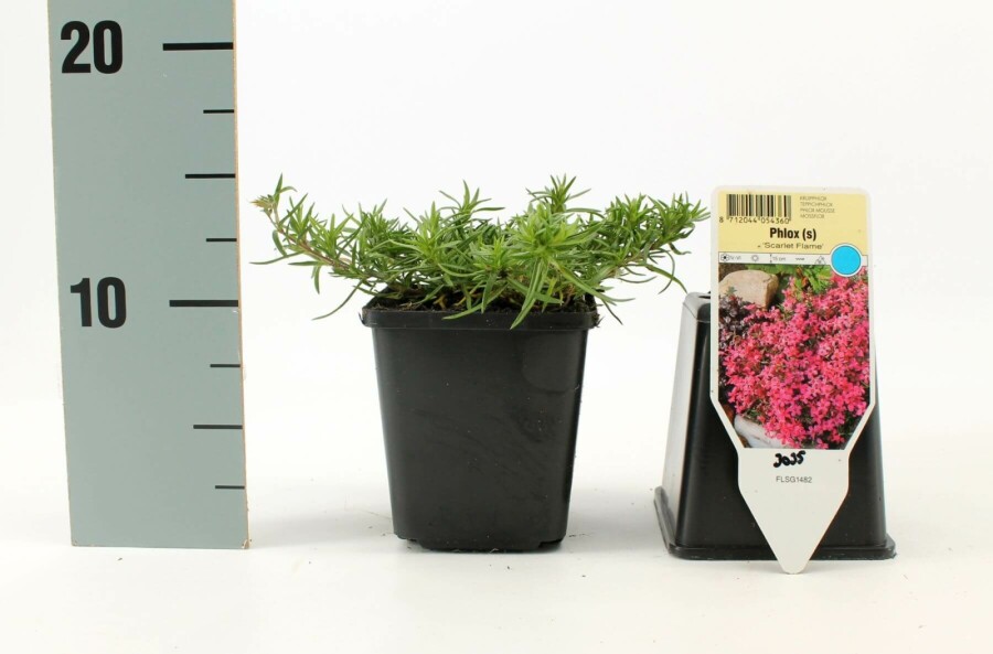Phlox subulé Phlox subulata 'Scarlet Flame' 5-10 Pot 9x9 cm (P9) Phlox subulata 'Scarlet Flame'