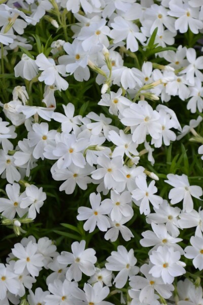 Phlox subulé Phlox subulata 'White Delight' 5-10 Pot 9x9 cm (P9) Phlox subulata 'White Delight'