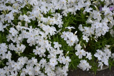 Phlox subulé Phlox subulata 'White Delight' 5-10 Pot 9x9 cm (P9) Phlox subulata 'White Delight'