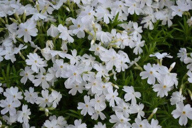 Phlox subulé Phlox subulata 'White Delight' 5-10 Pot 9x9 cm (P9) Phlox subulata 'White Delight'