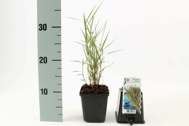 Phragmite austral Phragmites australis 5-10 Pot 9x9 cm (P9) Phragmites australis